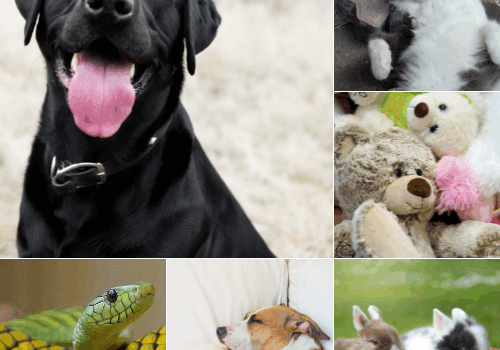 Blessing of the Animals (1)